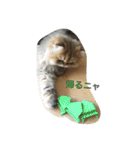 猫写真。キャロルとルカ（個別スタンプ：38）