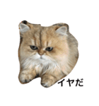 猫写真。キャロルとルカ（個別スタンプ：39）