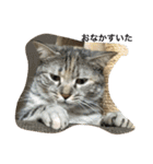 猫写真。キャロルとルカ（個別スタンプ：40）