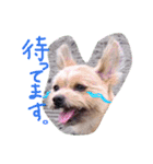 パギーのそら（個別スタンプ：4）