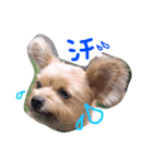パギーのそら（個別スタンプ：6）
