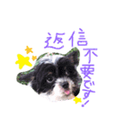 パギーのそら（個別スタンプ：17）