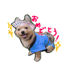 パギーのそら（個別スタンプ：19）