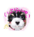 パギーのそら（個別スタンプ：22）