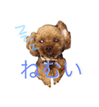 ティーカッププードルのカイ（個別スタンプ：2）
