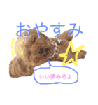 ティーカッププードルのカイ（個別スタンプ：3）