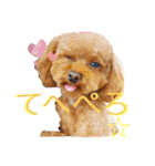 ティーカッププードルのカイ（個別スタンプ：6）