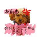 ティーカッププードルのカイ（個別スタンプ：7）