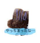 ティーカッププードルのカイ（個別スタンプ：9）