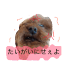 ティーカッププードルのカイ（個別スタンプ：10）
