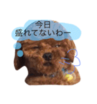 ティーカッププードルのカイ（個別スタンプ：12）