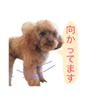 ティーカッププードルのカイ（個別スタンプ：18）