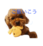 ティーカッププードルのカイ（個別スタンプ：25）
