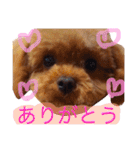 ティーカッププードルのカイ（個別スタンプ：34）