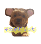 ティーカッププードルのカイ（個別スタンプ：35）