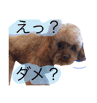 ティーカッププードルのカイ（個別スタンプ：36）