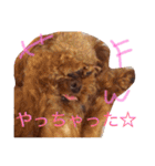 ティーカッププードルのカイ（個別スタンプ：37）