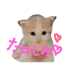 レオ家の妹（個別スタンプ：7）