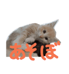 レオ家の妹（個別スタンプ：9）