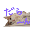 レオ家の妹（個別スタンプ：15）