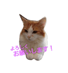 レオ家の日常（個別スタンプ：5）