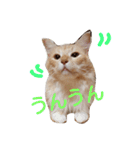 レオ家の日常（個別スタンプ：9）