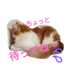 レオ家の日常（個別スタンプ：11）