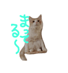 レオ家の日常（個別スタンプ：14）