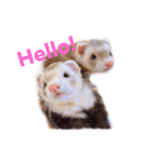 フェレット ととここ ！（個別スタンプ：1）