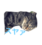 うちのごえもん（個別スタンプ：1）