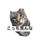 うちのごえもん（個別スタンプ：3）