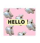 ももも わんこず（個別スタンプ：1）