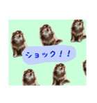 ももも わんこず（個別スタンプ：3）