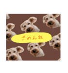 ももも わんこず（個別スタンプ：4）
