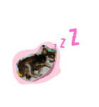 ももも わんこず（個別スタンプ：13）