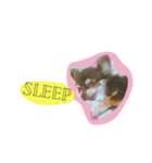 ももも わんこず（個別スタンプ：16）