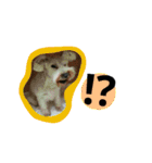 ももも わんこず（個別スタンプ：18）