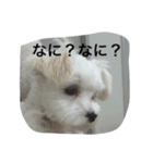 Maluchi no rubitan（個別スタンプ：6）