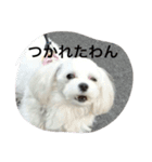 Maluchi no rubitan（個別スタンプ：7）