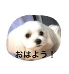 Maluchi no rubitan（個別スタンプ：8）