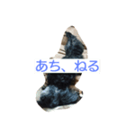うちの、いぬ（個別スタンプ：1）