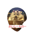 うちの、いぬ（個別スタンプ：2）