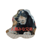 うちの、いぬ（個別スタンプ：3）