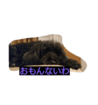 うちの、いぬ（個別スタンプ：6）