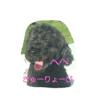 うちの、いぬ（個別スタンプ：7）