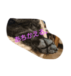 うちの、いぬ（個別スタンプ：8）