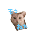 うちの健太郎（個別スタンプ：5）