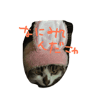 みいたろう（個別スタンプ：8）