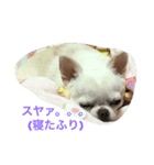 生意気わんこ（個別スタンプ：1）