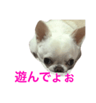 生意気わんこ（個別スタンプ：2）
